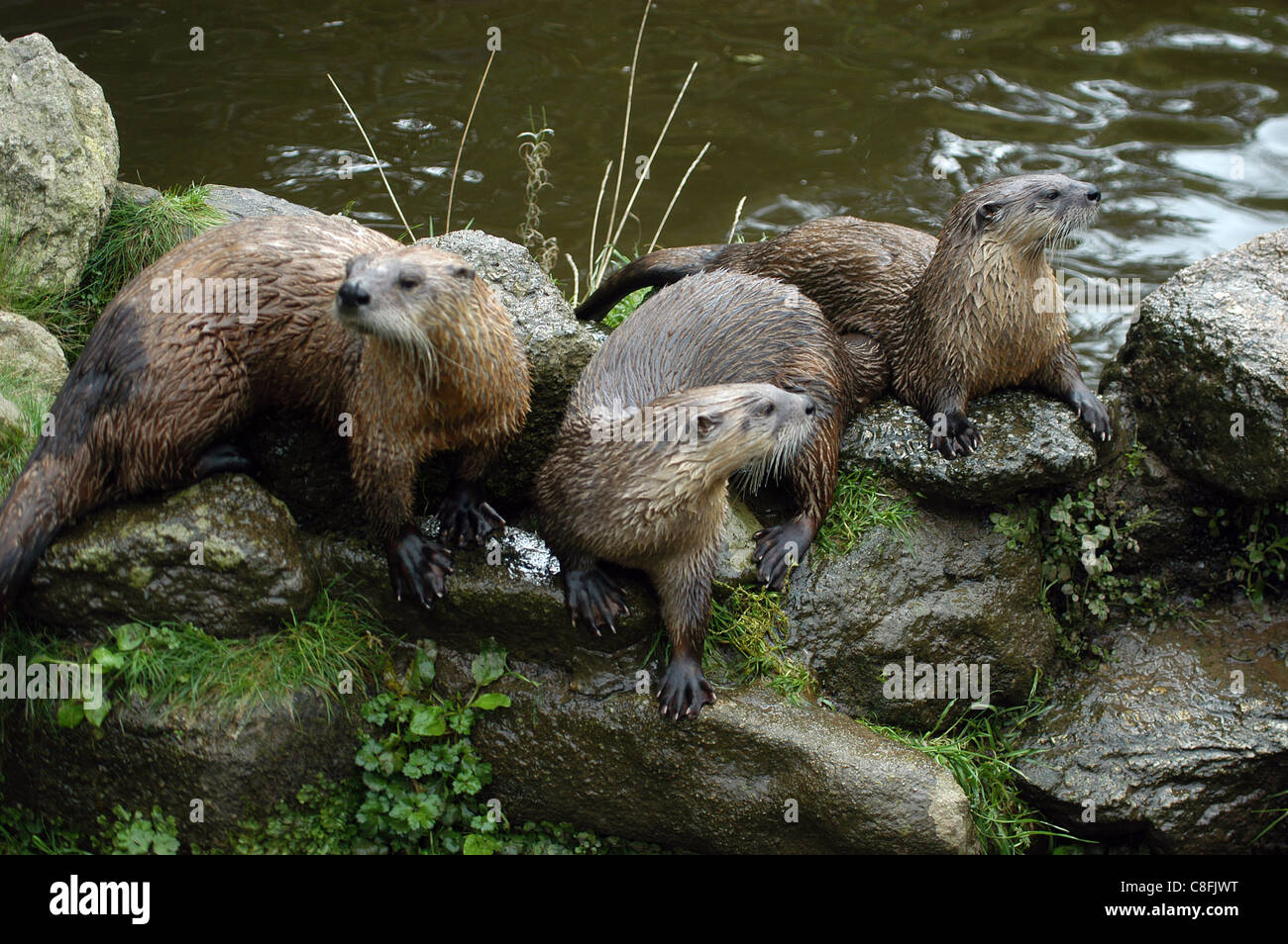 British or European Otters, (captive), Stock Photo