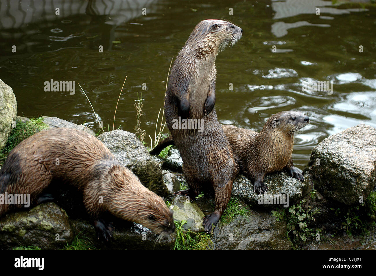 The British or European Otters in captivity. Stock Photo