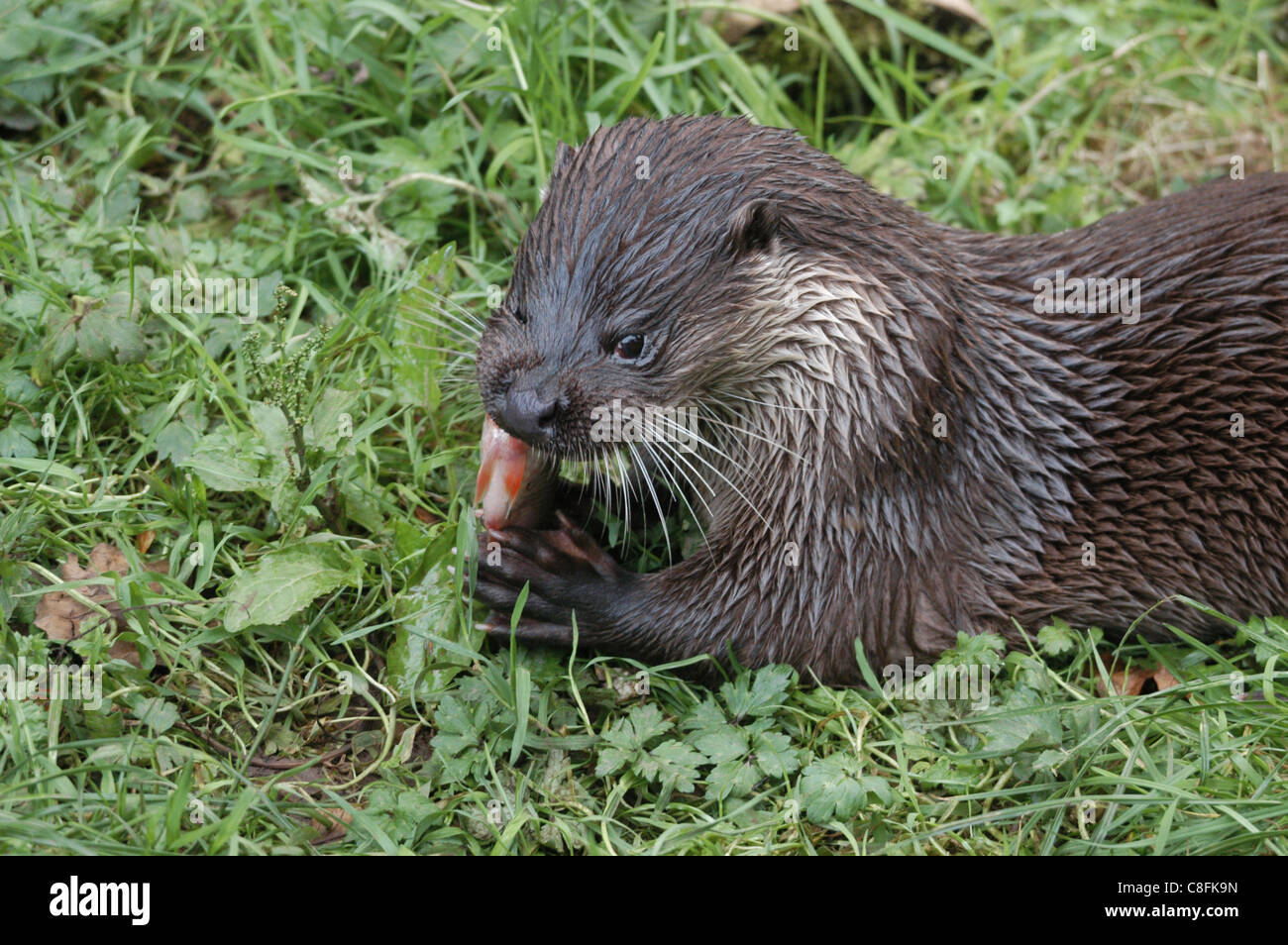 British or European Otter, making a come back to British coasts, estuaries and fresh water habitats with suitable cover. Stock Photo