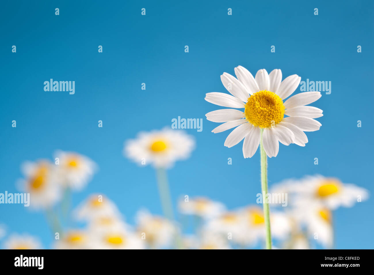 Macro shot of wild camomiles on a blue sky background. Stock Photo