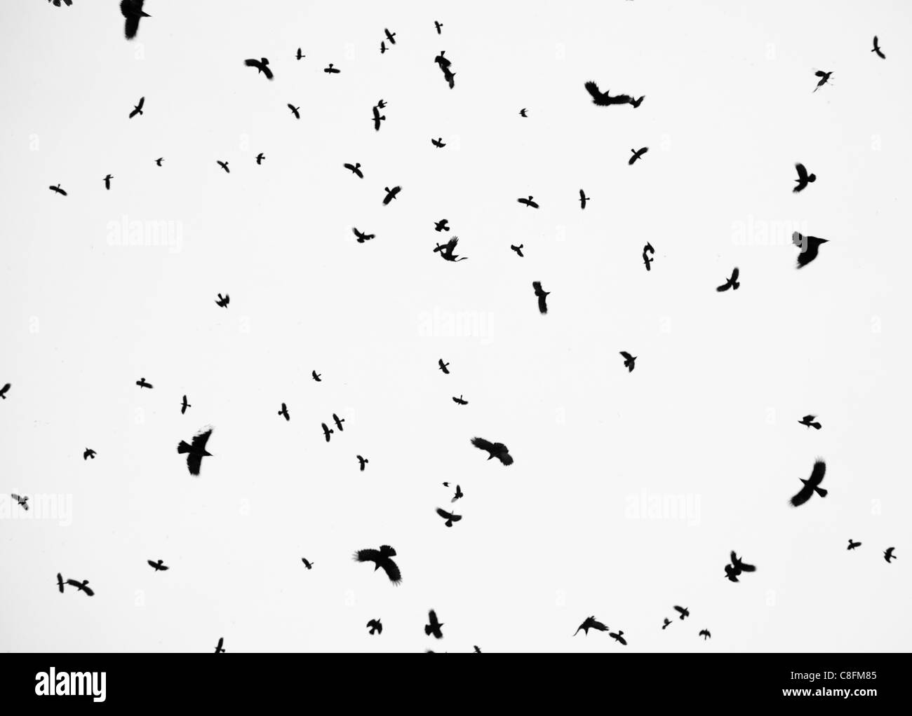 Crows in flight, Chittagong, Bangladesh. Stock Photo