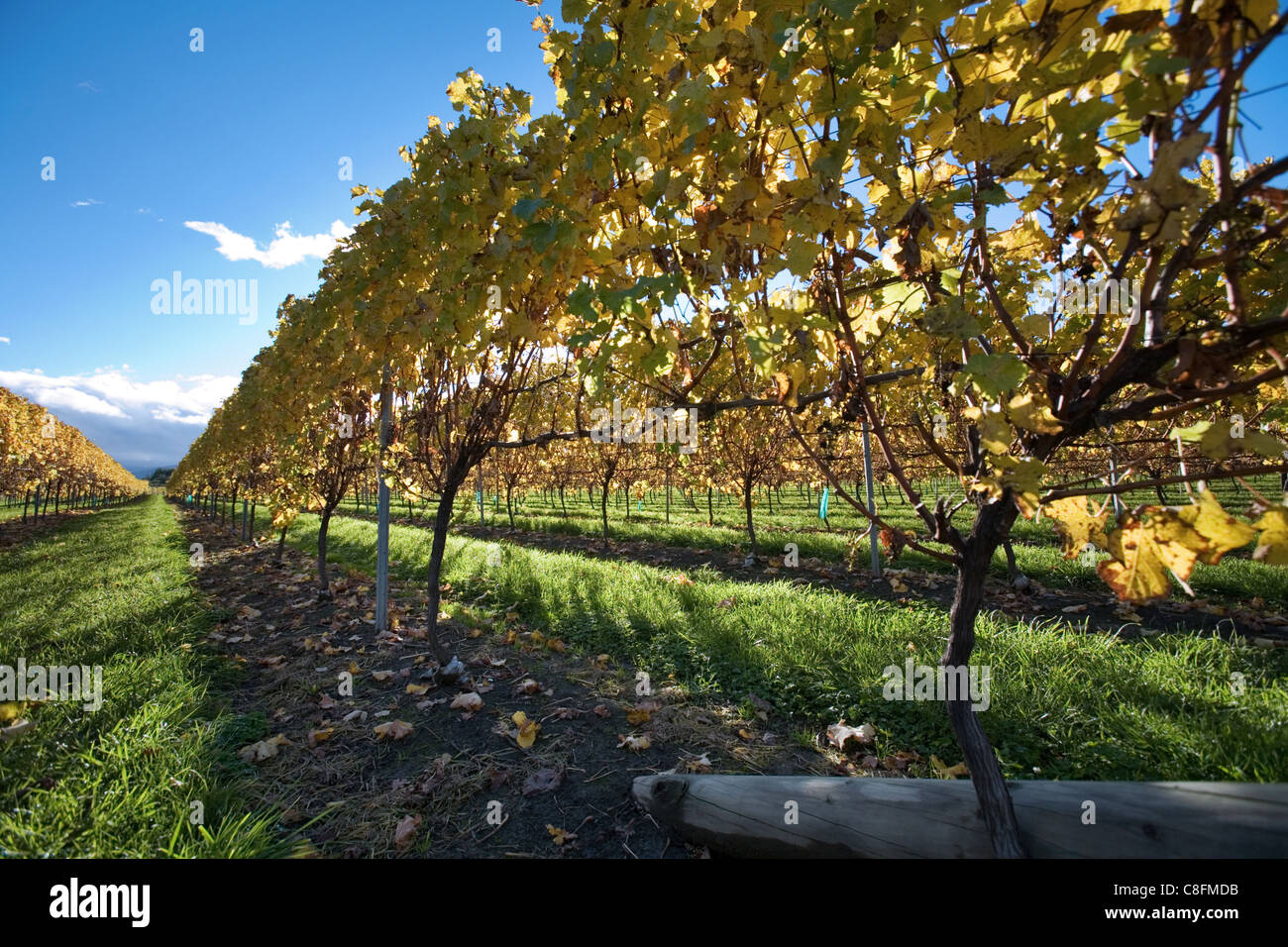 Vineyard, New Zealand Stock Photo Alamy