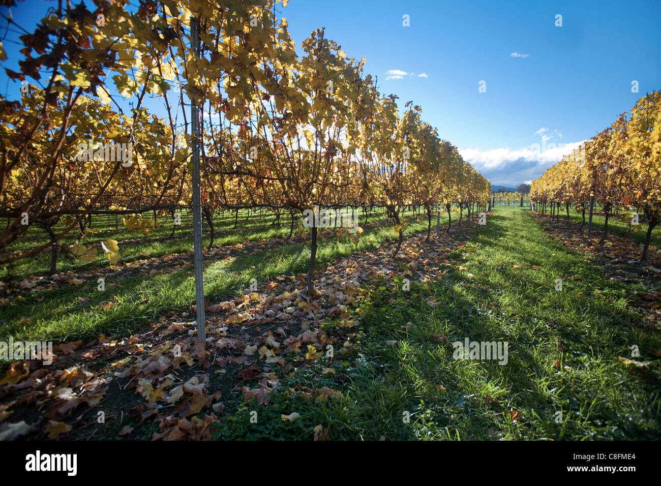 Vineyard, New Zealand Stock Photo Alamy