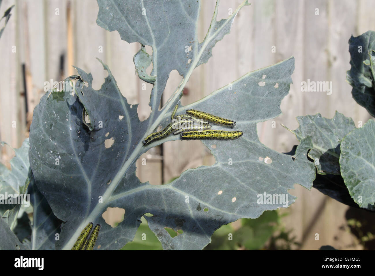 Caterpillars eating the broccoli before hibernating for the winter