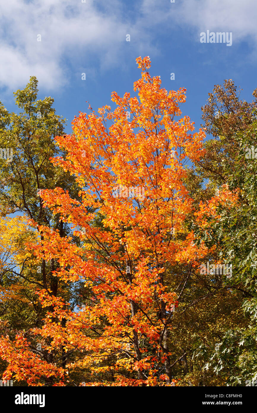 A maple tree with leaves turned orange in autumn. Stock Photo