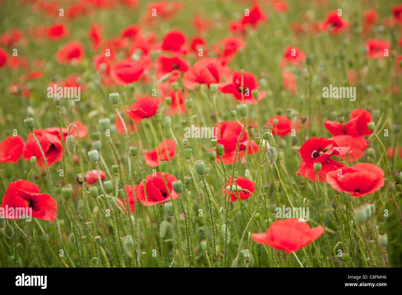 Field of wild poppy flowers. Stock Photo