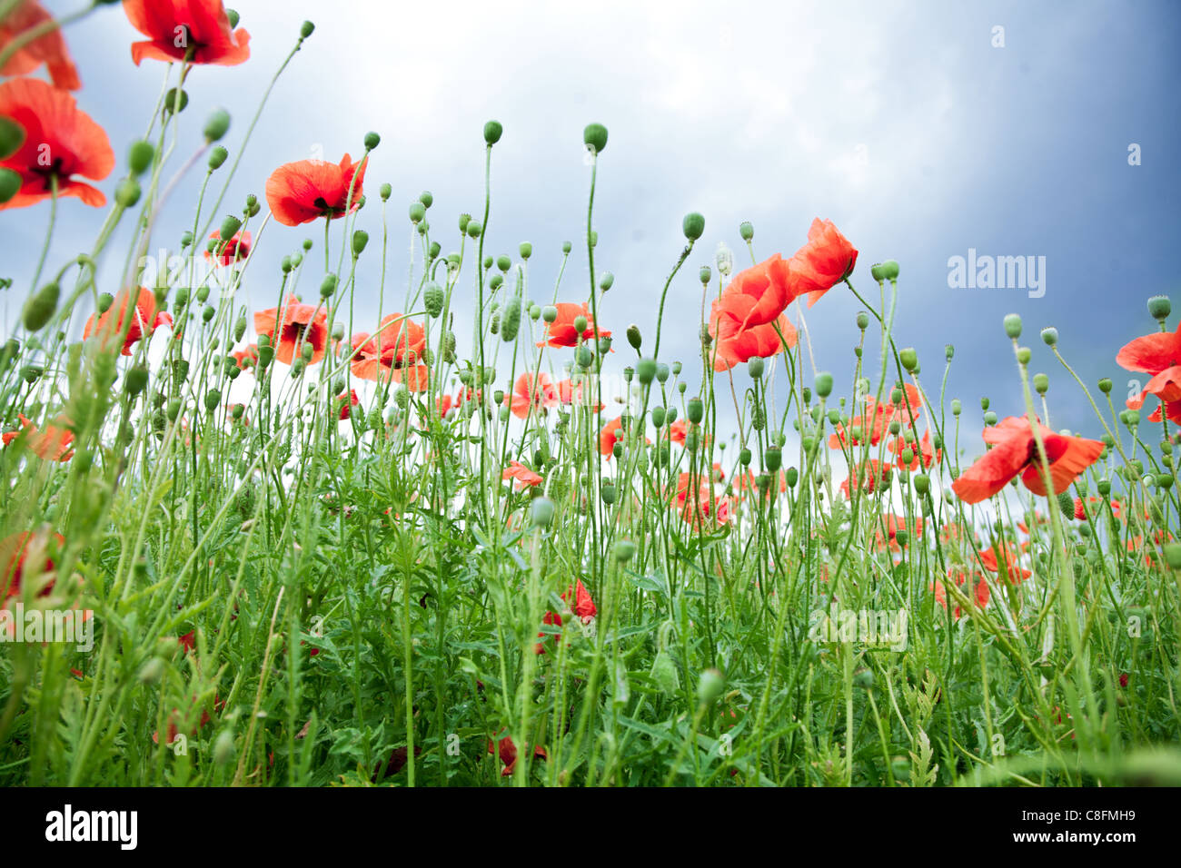 Wild poppy flowers on blue sky background Stock Photo - Alamy