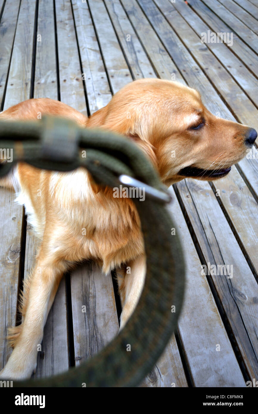 Refusing Dog Spoiled golden retriever dog hi-res stock photography and images - Alamy