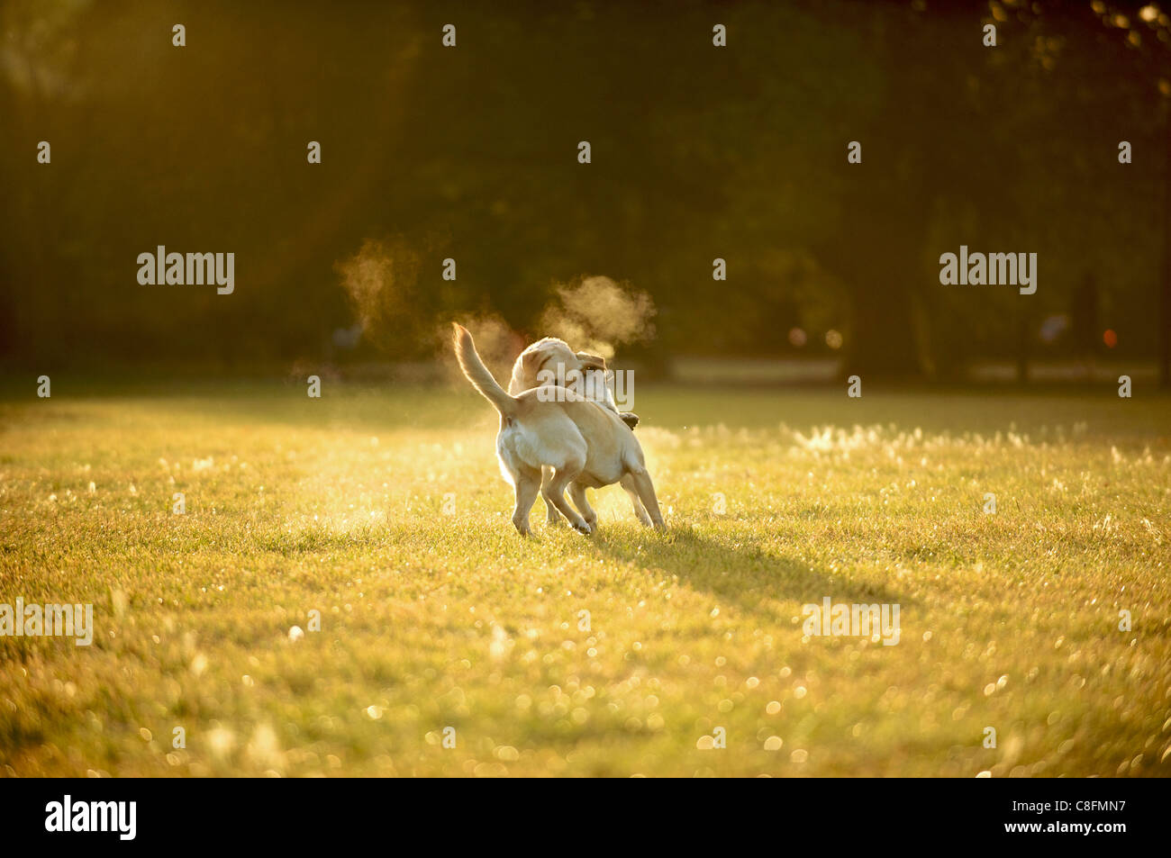 Two yellow labradors enjoying early morning play on Wandsworth Common, London Stock Photo