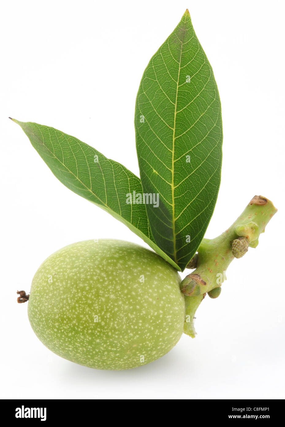 Green walnut with leaves. Isolated on a white background. Stock Photo