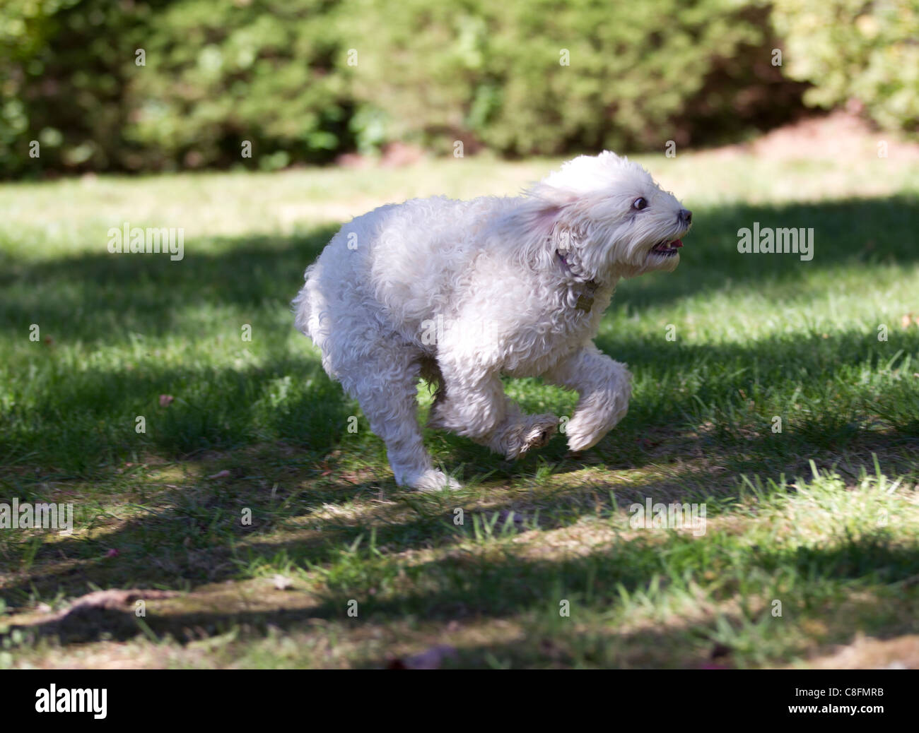 Small White Dog Small White Dog