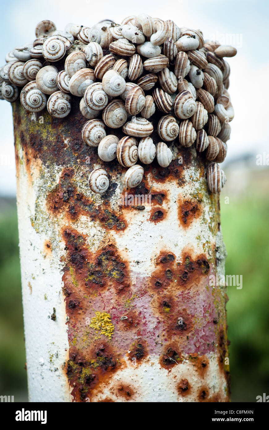 Snails climbing on pipe Stock Photo Alamy