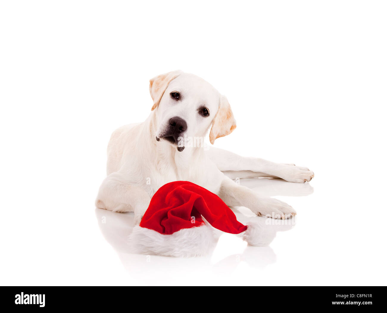 Portrait of a Labrador retriever with a Santa hat isolated on white ...