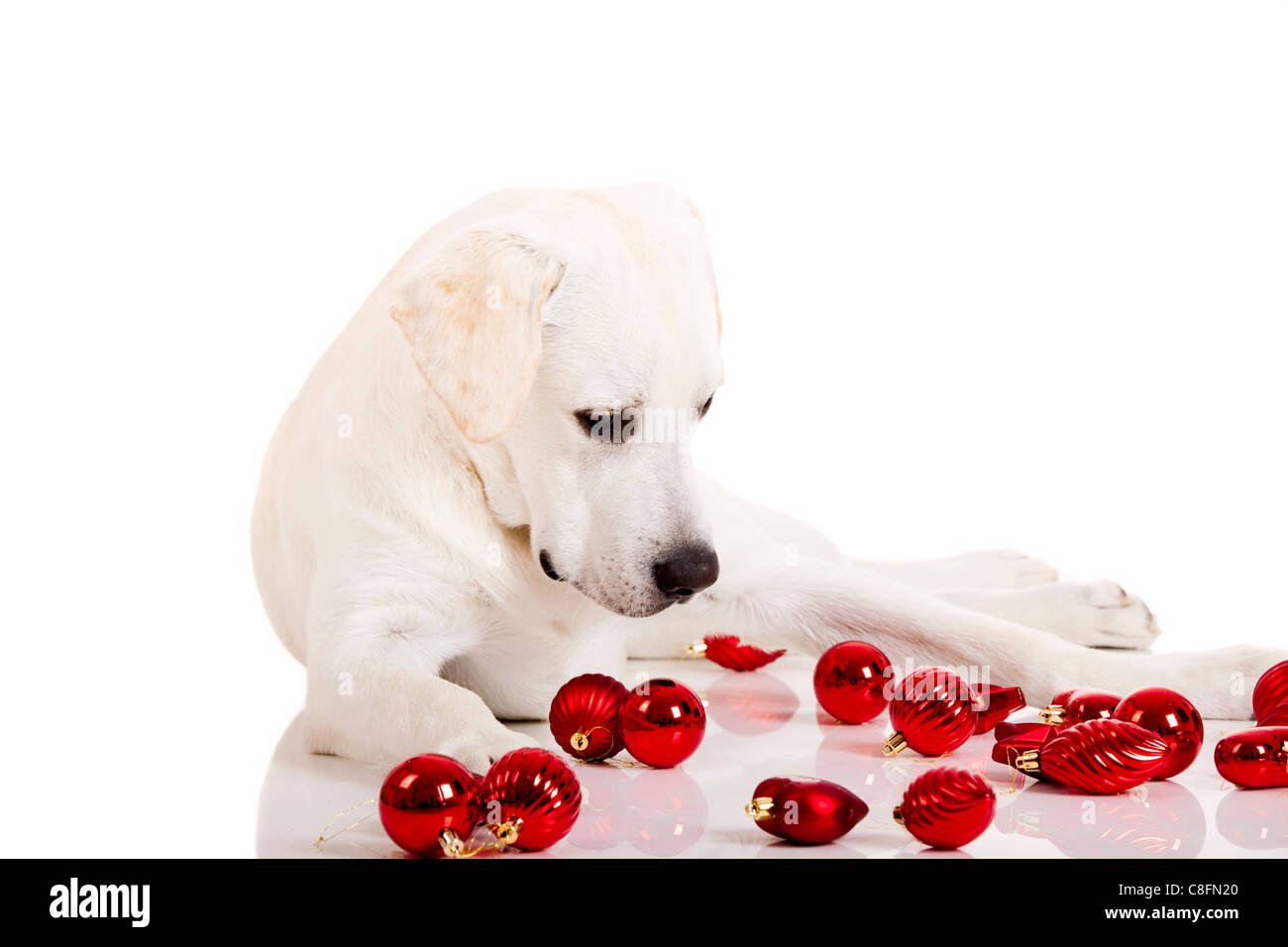 Beautiful Labrador retriever surrounded by Christmas balls, isolated on white background Stock Photo