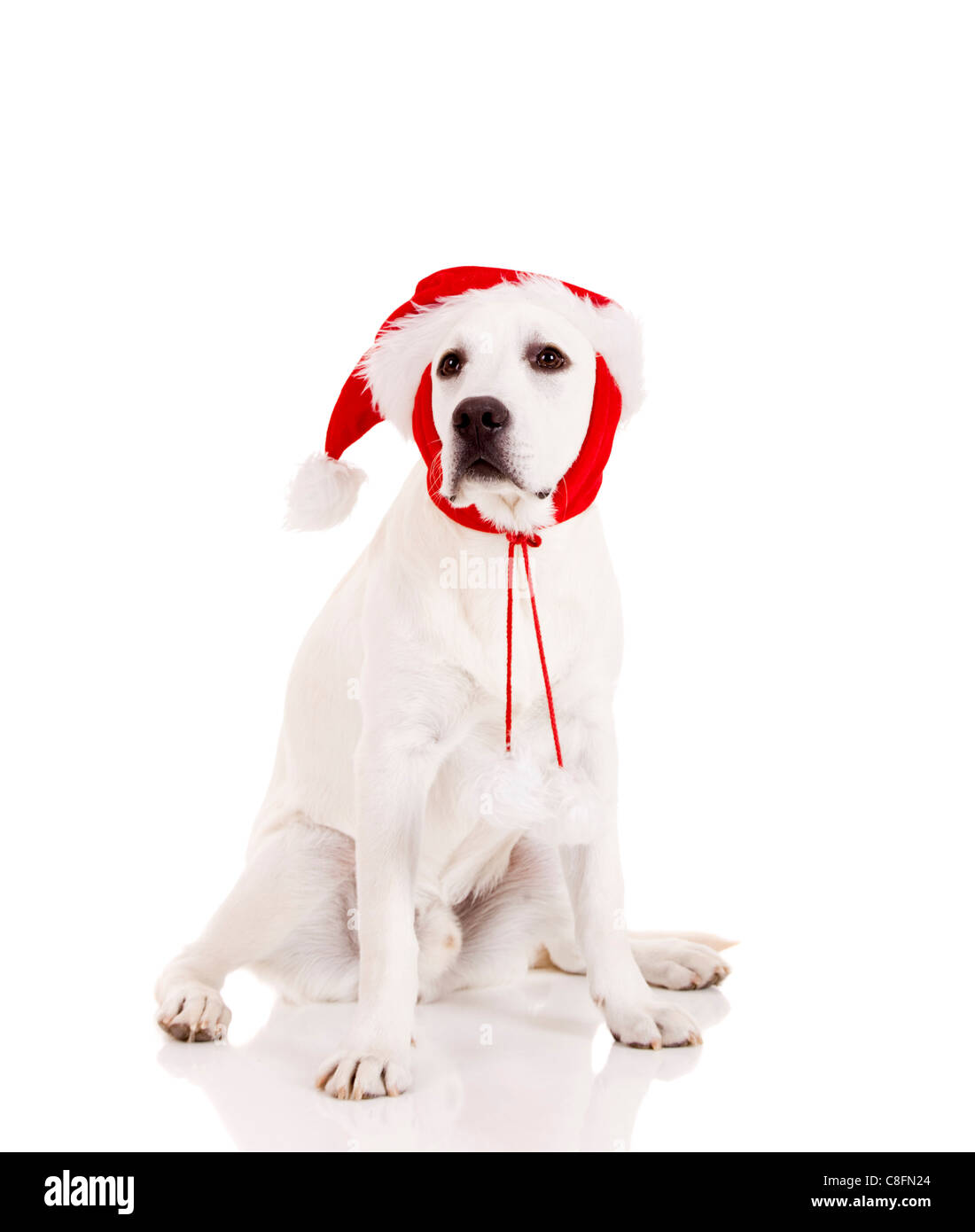 Portrait of a Labrador retriever with a Santa hat isolated on white ...