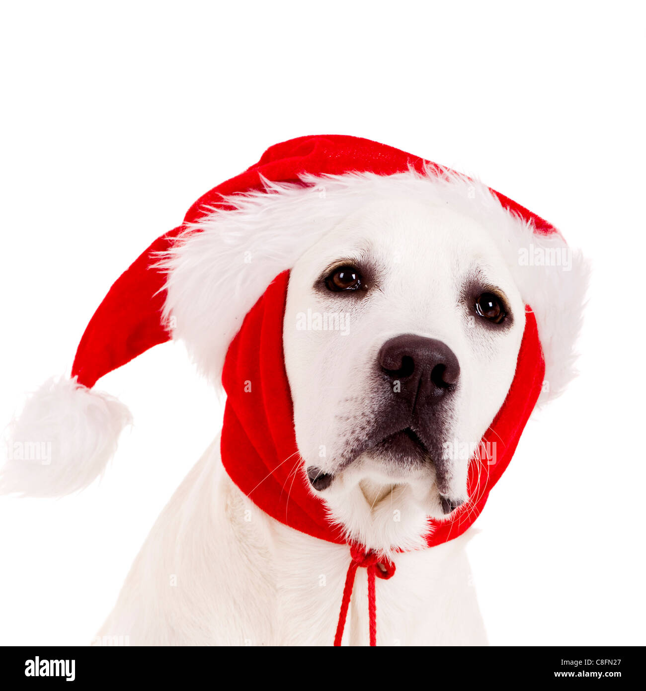 Close-up portrait of a Labrador retriever with a Santa hat isolated on ...
