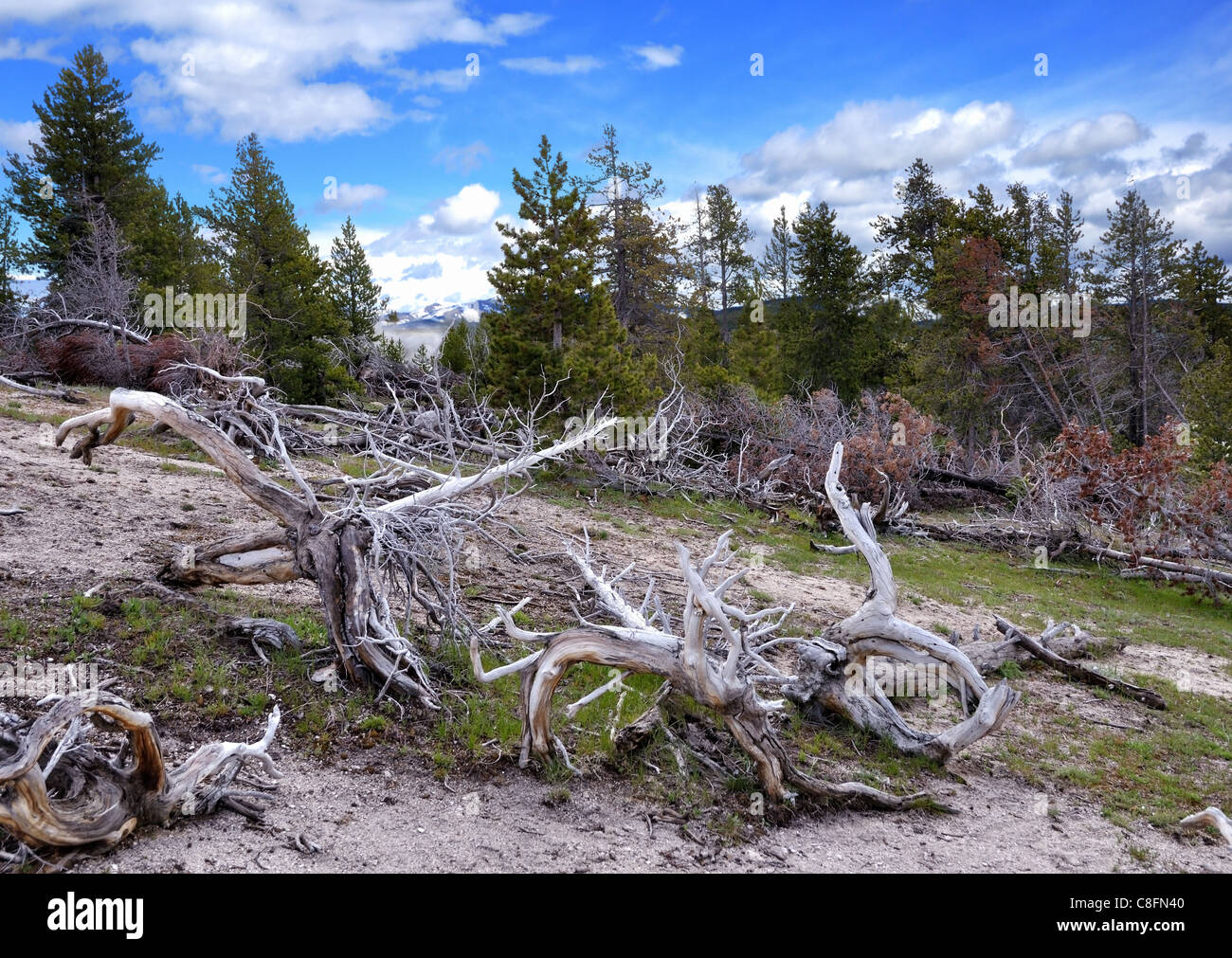 Old landscape trees hi-res stock photography and images - Alamy