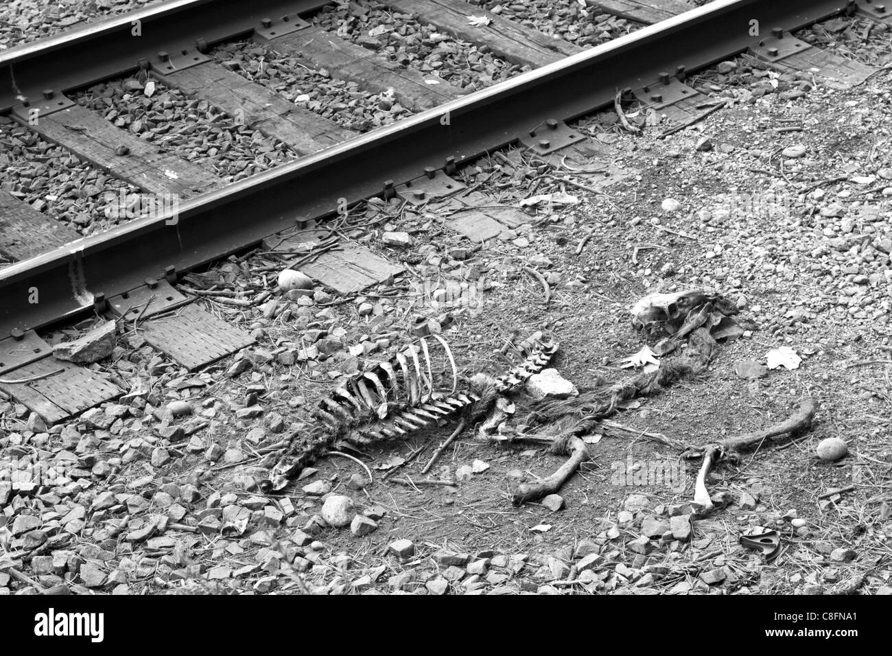 A deer carcass skeleton picked clean next to railroad tracks. Bear Mountain State Park, New York, USA Stock Photo