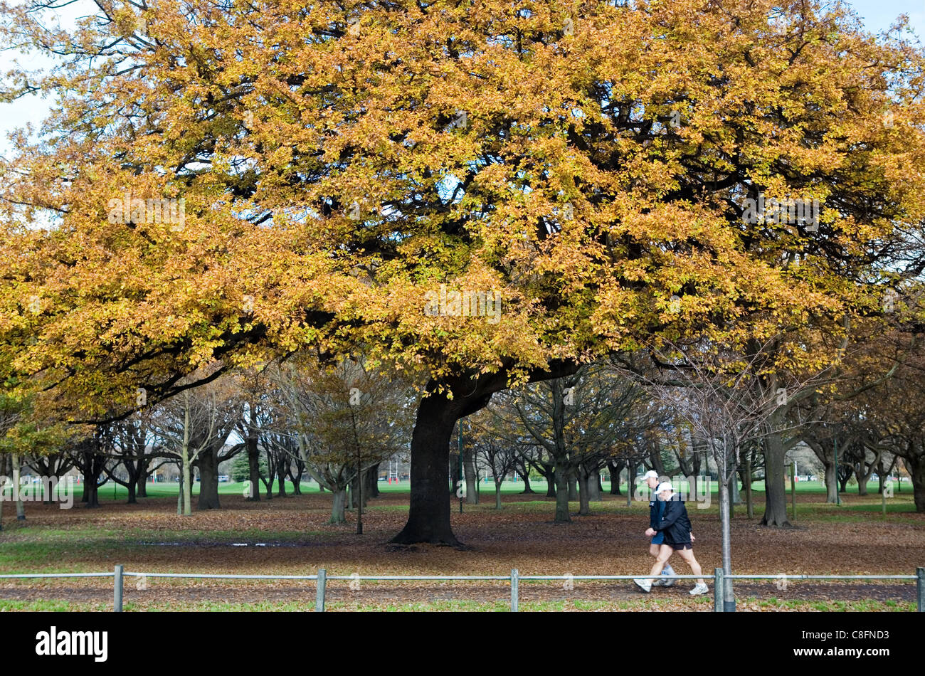 Park in fall color, New Zealand Stock Photo Alamy