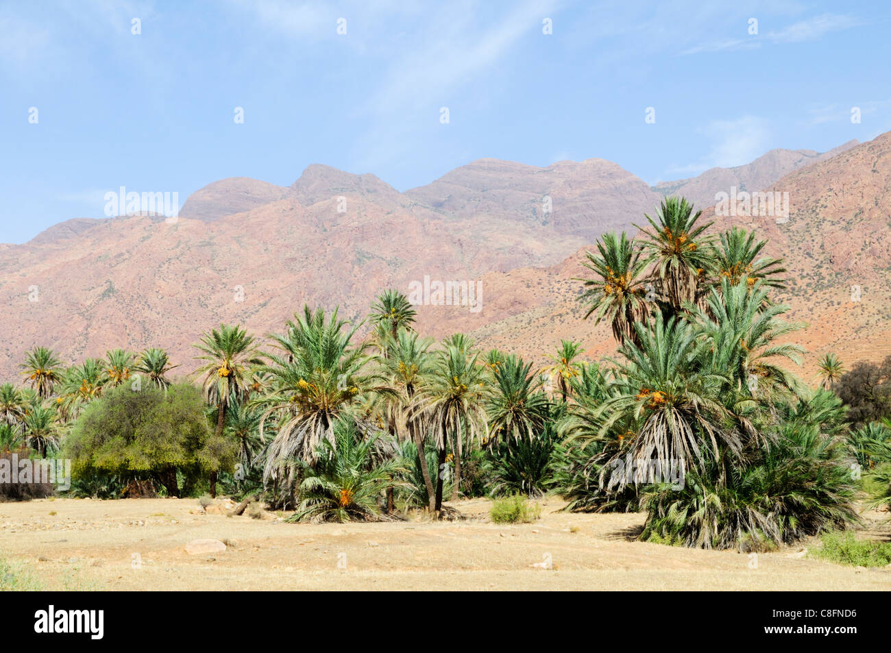 Date Palm Trees near Tafraoute, Ameln Valley, Souss-Massa-Draa Region, Morocco Stock Photo
