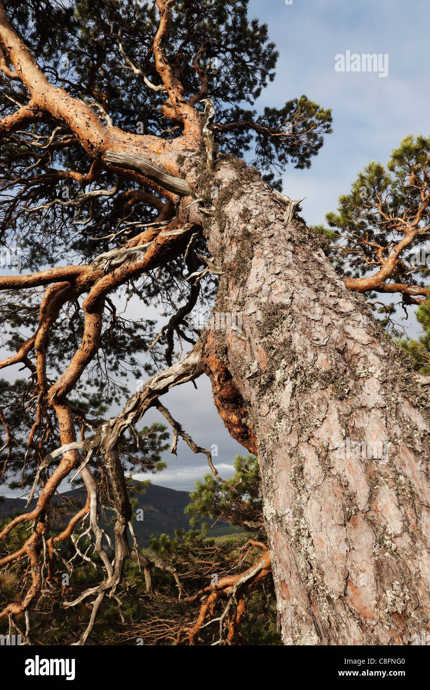 View of the trunk and branches of a windblown Caledonian or Scots Pine ...