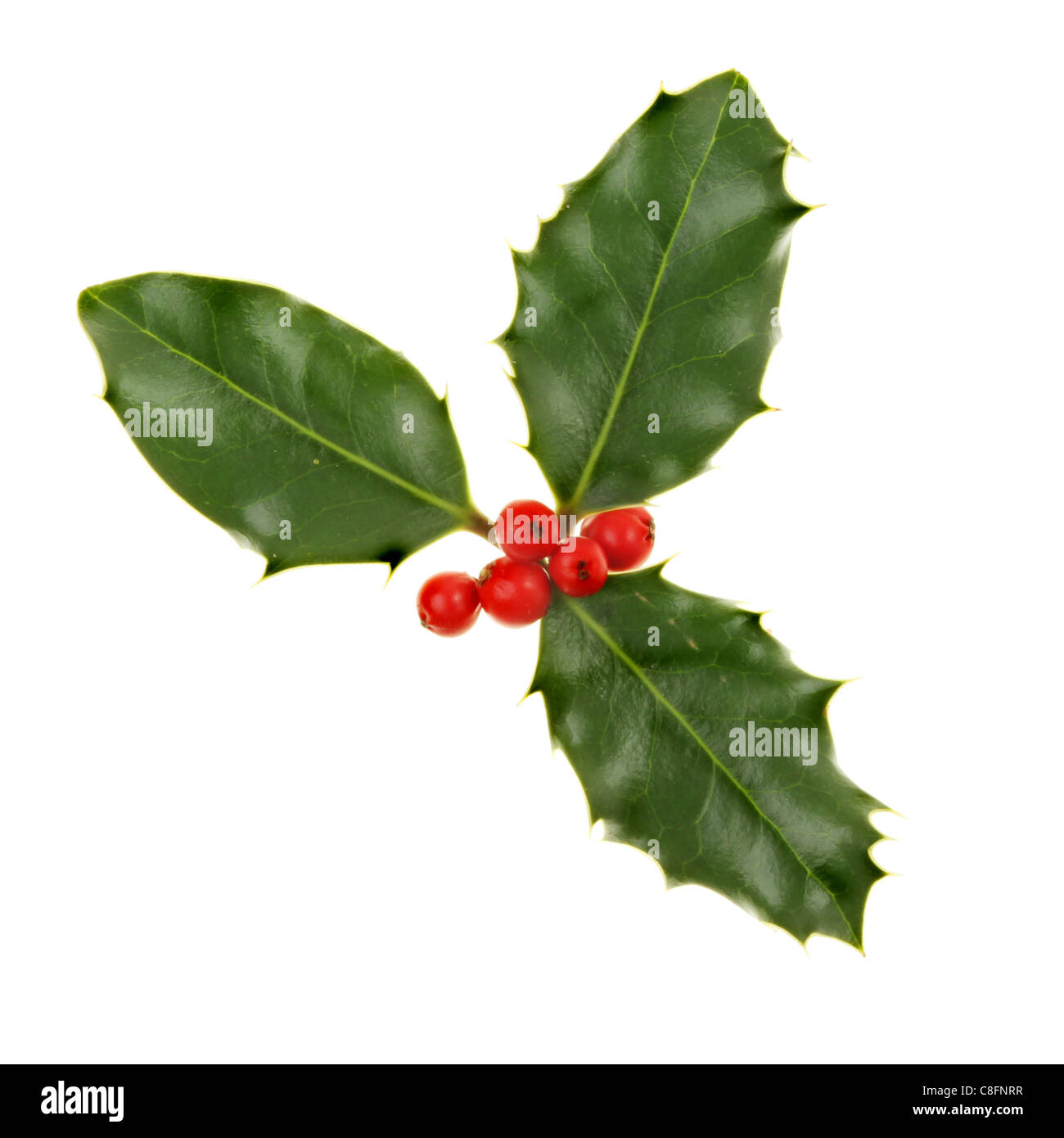 Sprig of holly with ripe red berries isolated against white Stock Photo