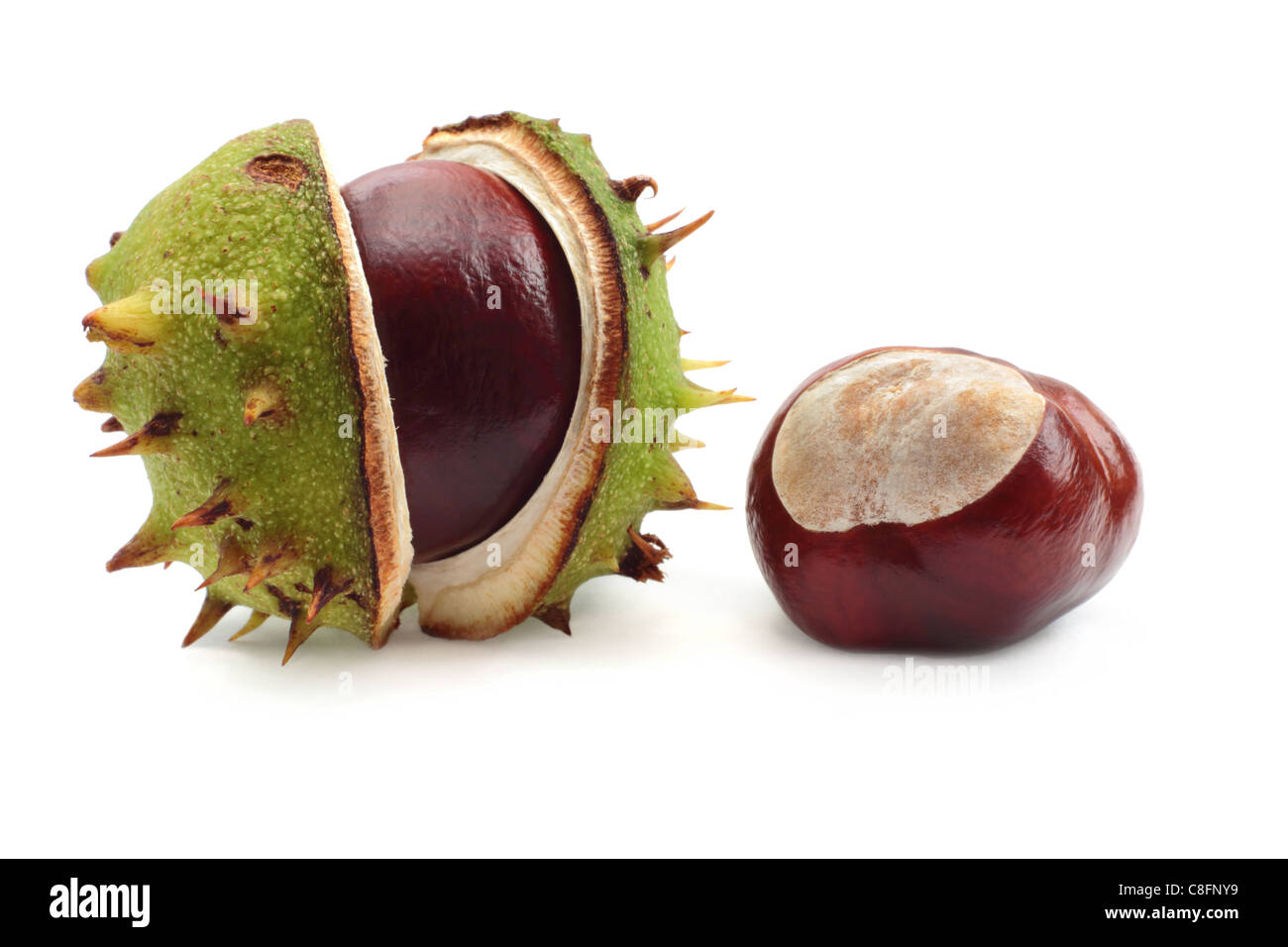 Two conkers, one still in the shell. Isolated on a white background. Stock Photo