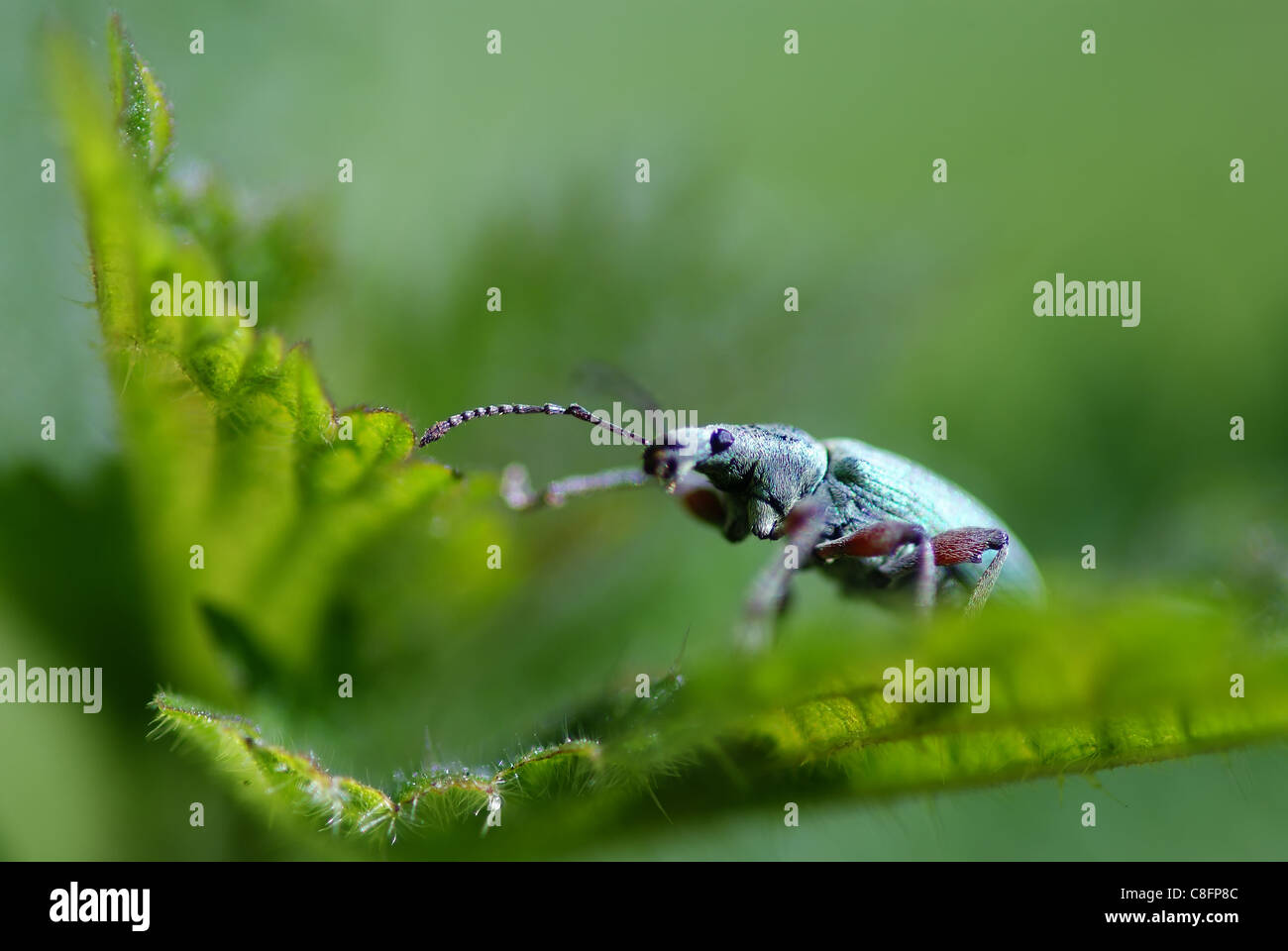 Webble Insect Close up view of a Weevil Stock Photo - Alamy