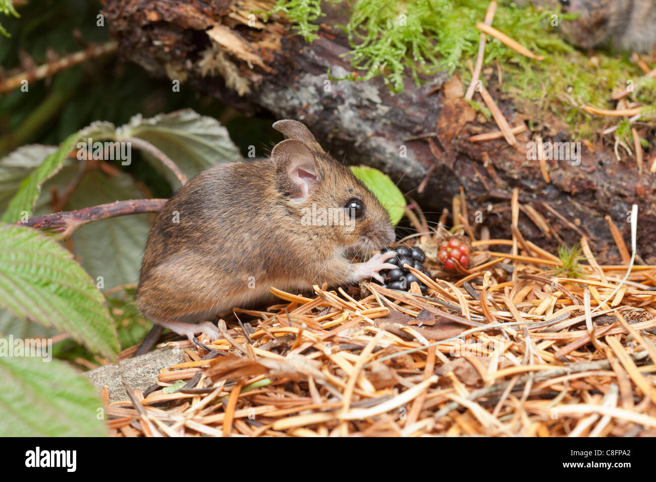 Woodmouse in a terrarium. Stock Photo