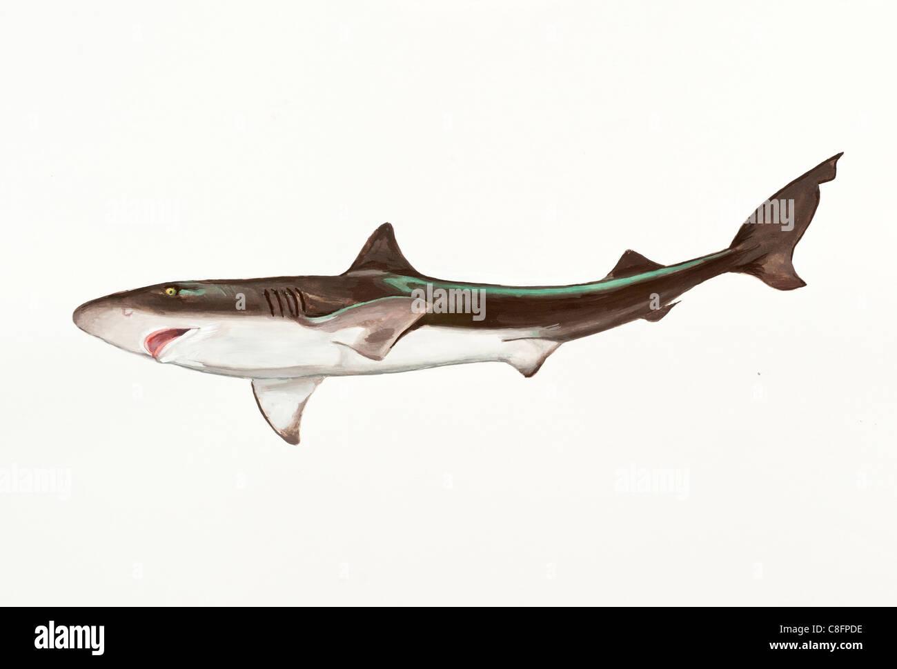 Spadenose Shark Scoliodon laticaudus, Carcharhinidae Stock Photo