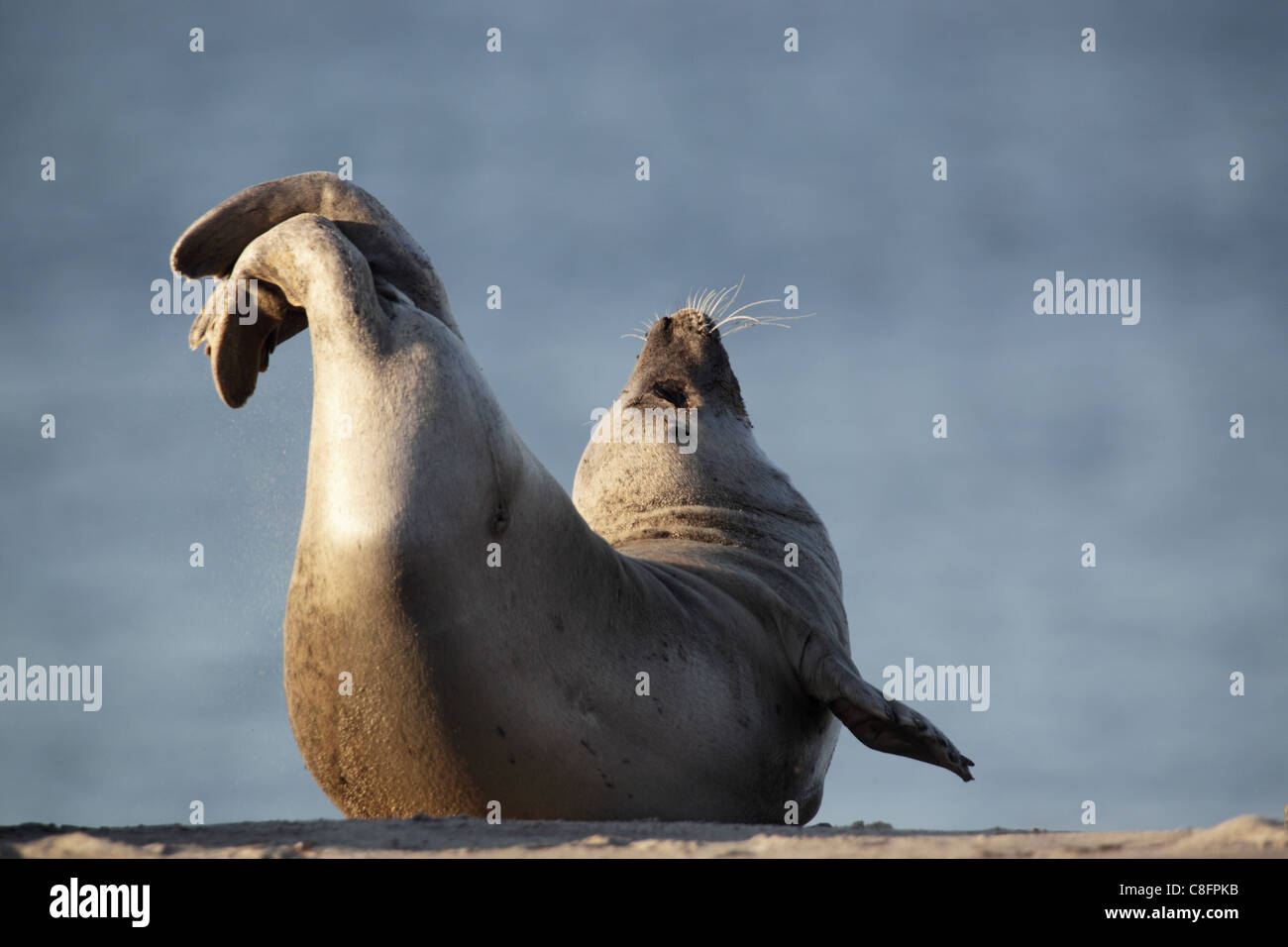 Harbor Seal (Phoca vitulina) lying on the beach of Heligoland. Stock Photo