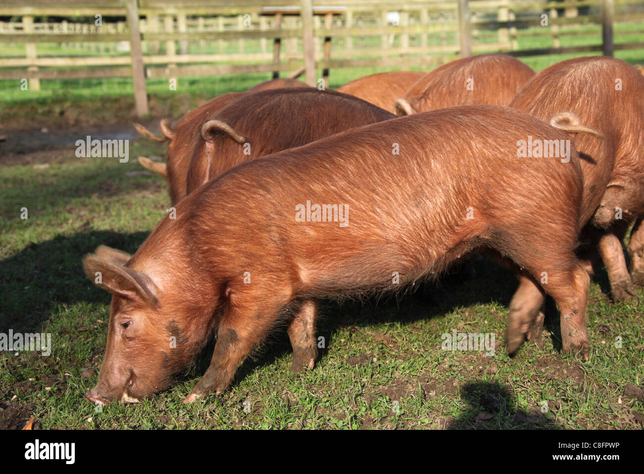 Cholmondeley Castle Gardens. Tamworth pigs at Cholmondeley Castle farm. Stock Photo