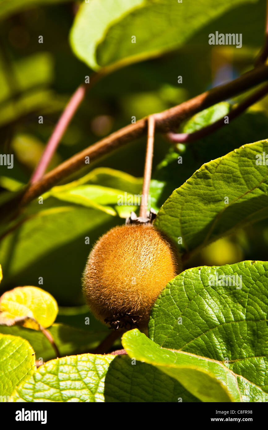 Kiwi fruit growing on the vine Stock Photo