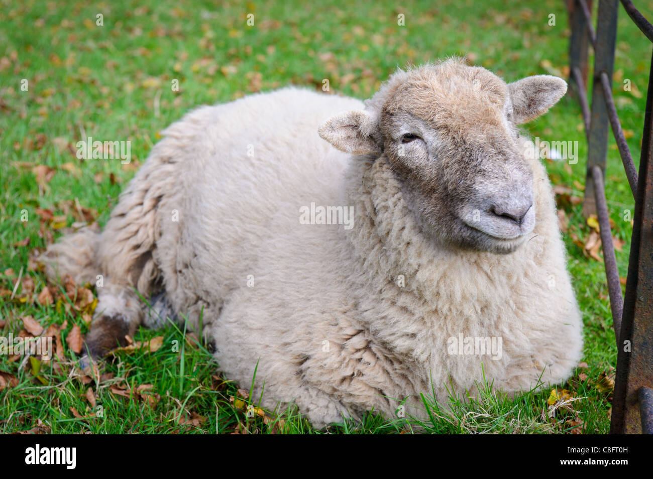 A sheep at rest at The National History Museum, St Fagans, Cardiff. Stock Photo