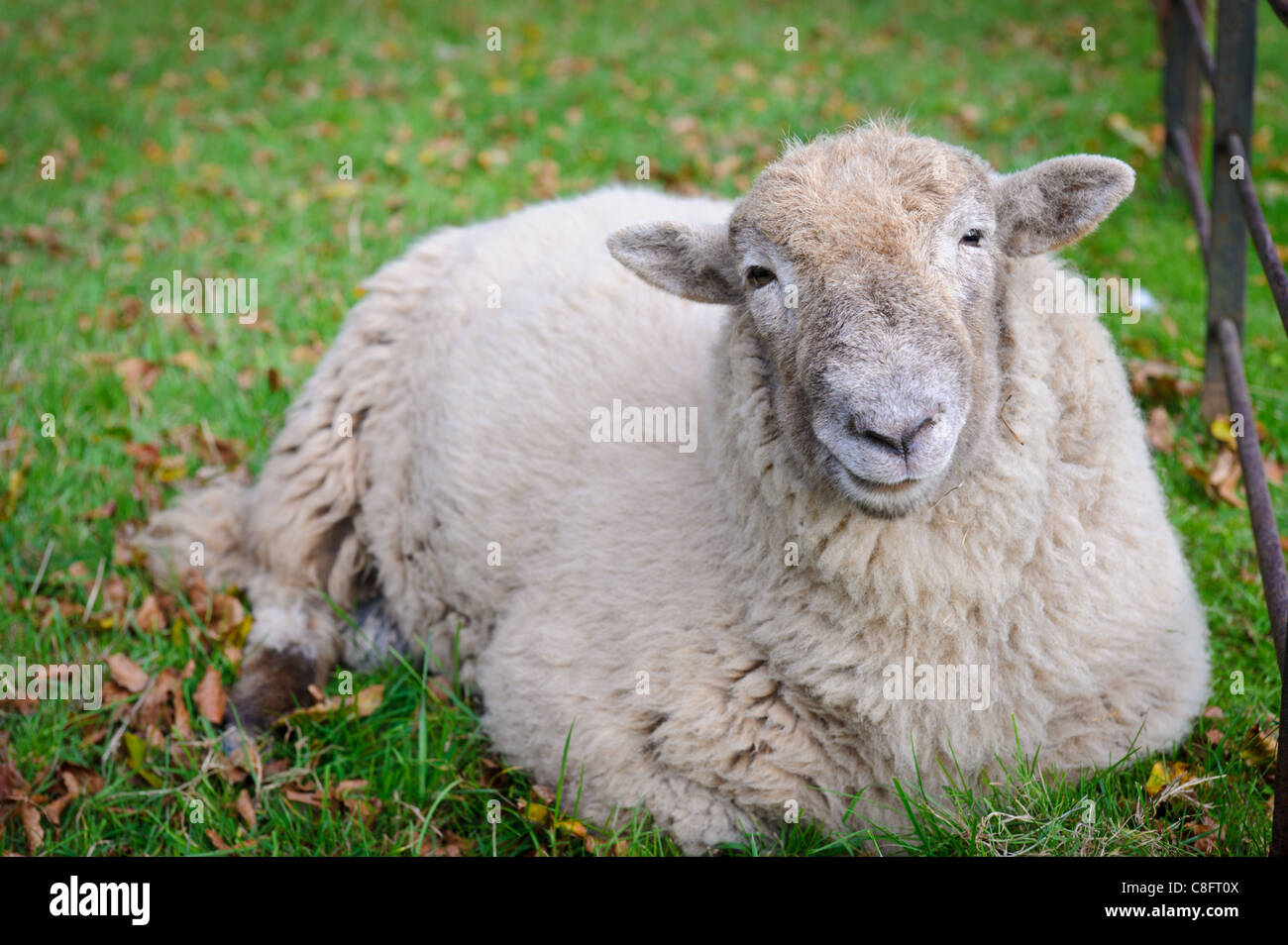 A sheep at rest at The National History Museum, St Fagans, Cardiff. Stock Photo