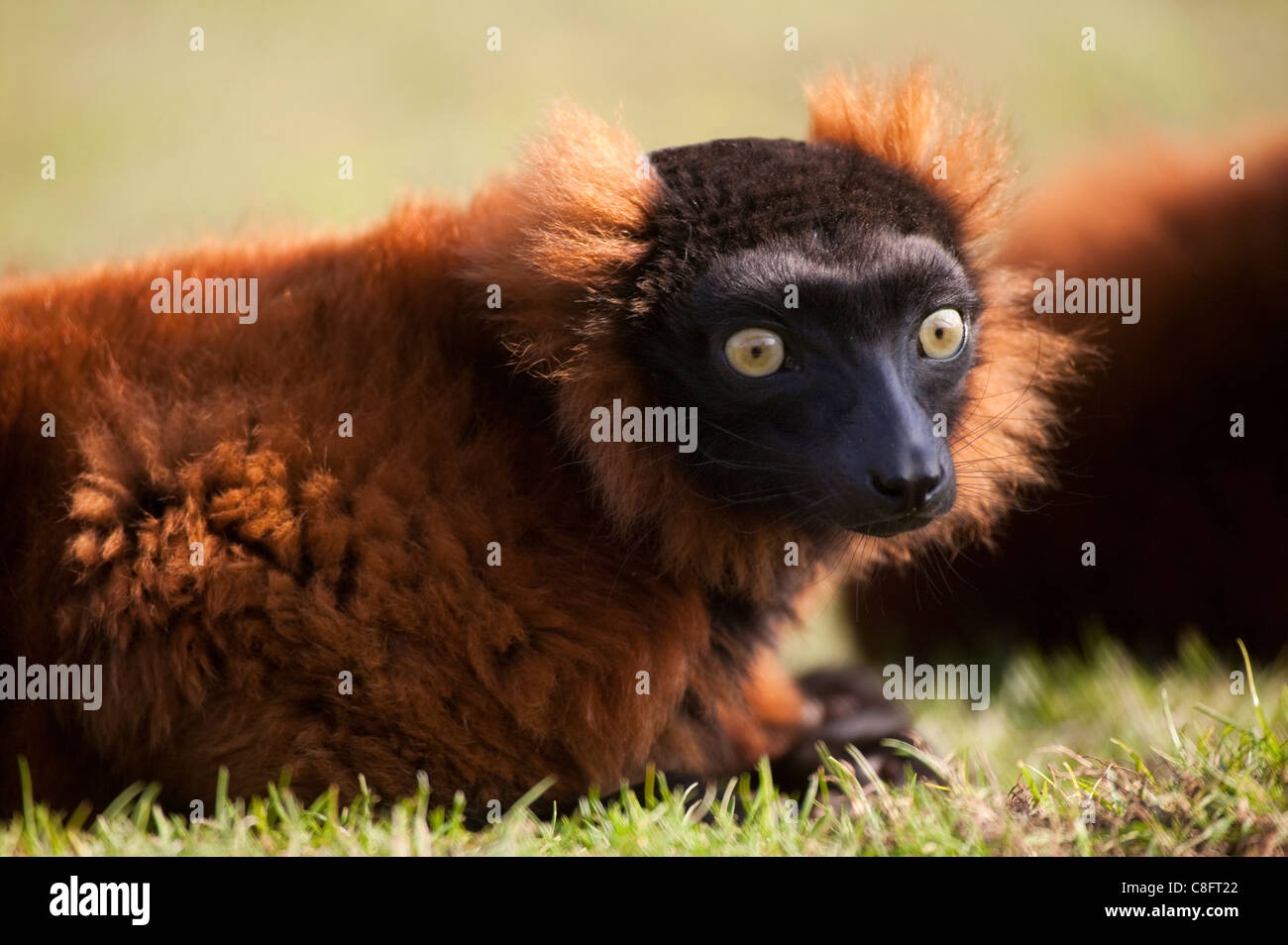 The red ruffed lemur (Varecia rubra) laying down, just startled