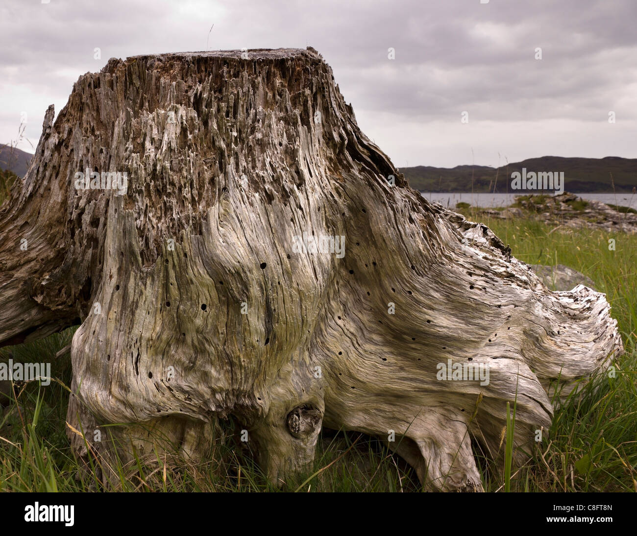 Eroded, decayed dead driftwood tree stump on the shores of Loch Slapin, Isle of Skye, Scotland, UK Stock Photo
