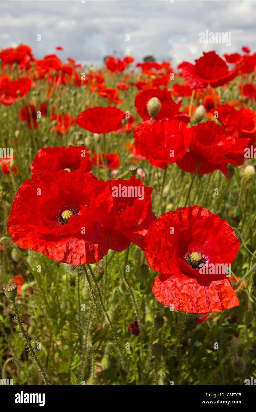 Field of wild poppy flowers hi-res stock photography and images - Alamy