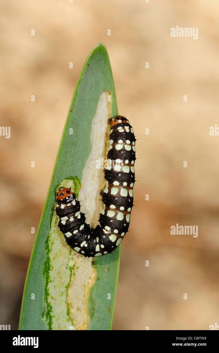 Caterpillar of the Brithys crini moth on its host plant Sea Daffodil (Pancratium maritimum) Stock Photo
