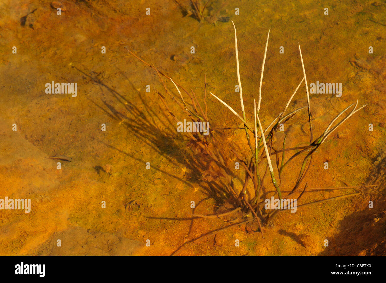 Marsh Spike-rush (Eleocharis palustris) Stock Photo