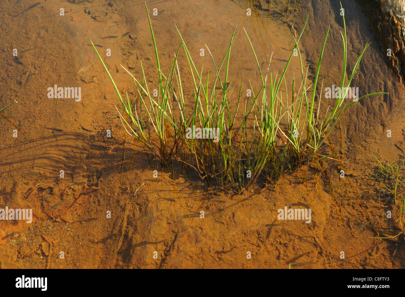 Marsh Spike-rush (Eleocharis palustris) Stock Photo