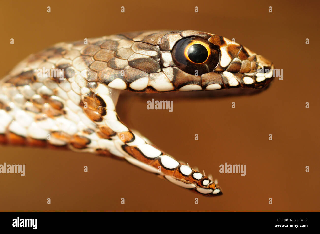 juvenile Montpelier Snake (Malpolon monspessulanus) Stock Photo