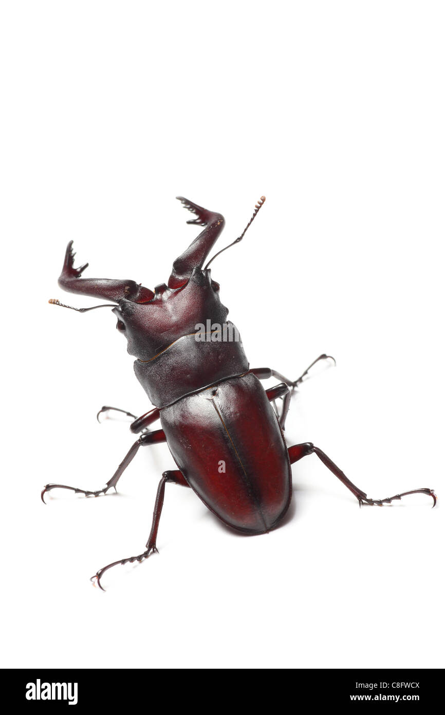 Stag beetle Stock Photo