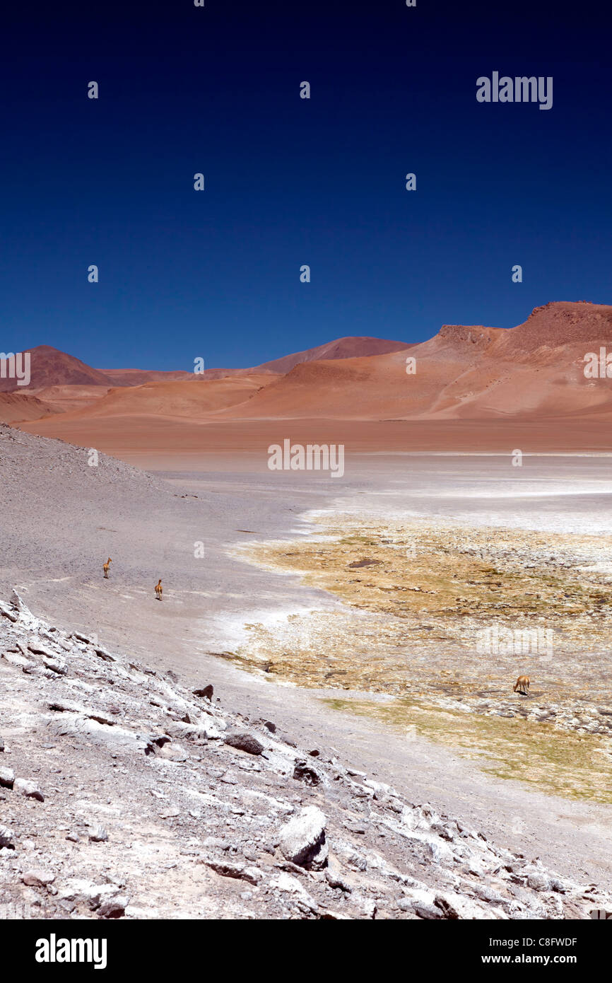 Vicuñas on the edge of Pujsa Salt Lake, Atacama Desert, Chile Stock Photo