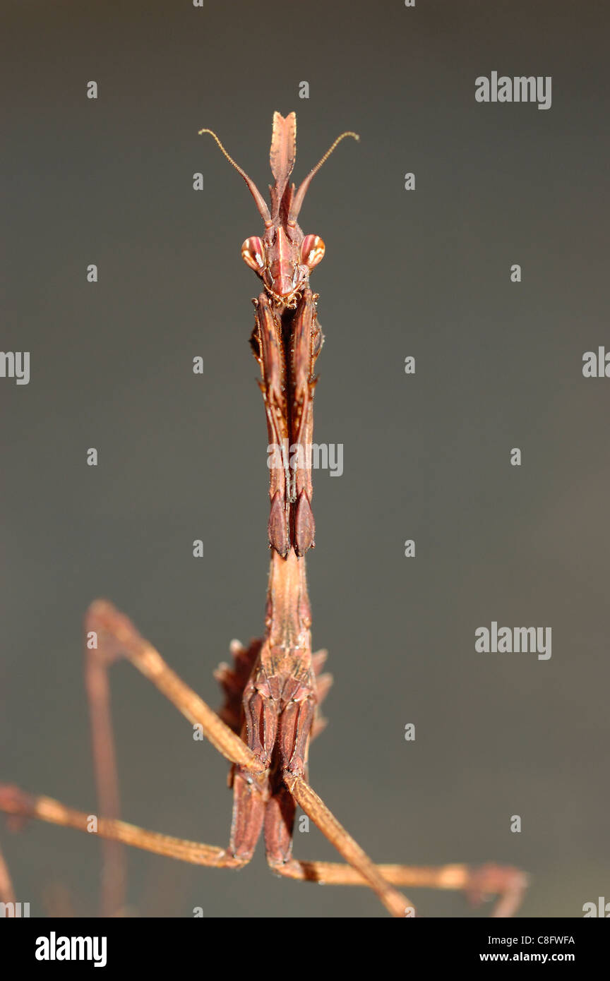 Conehead Mantis (Empusa pennata Stock Photo Alamy