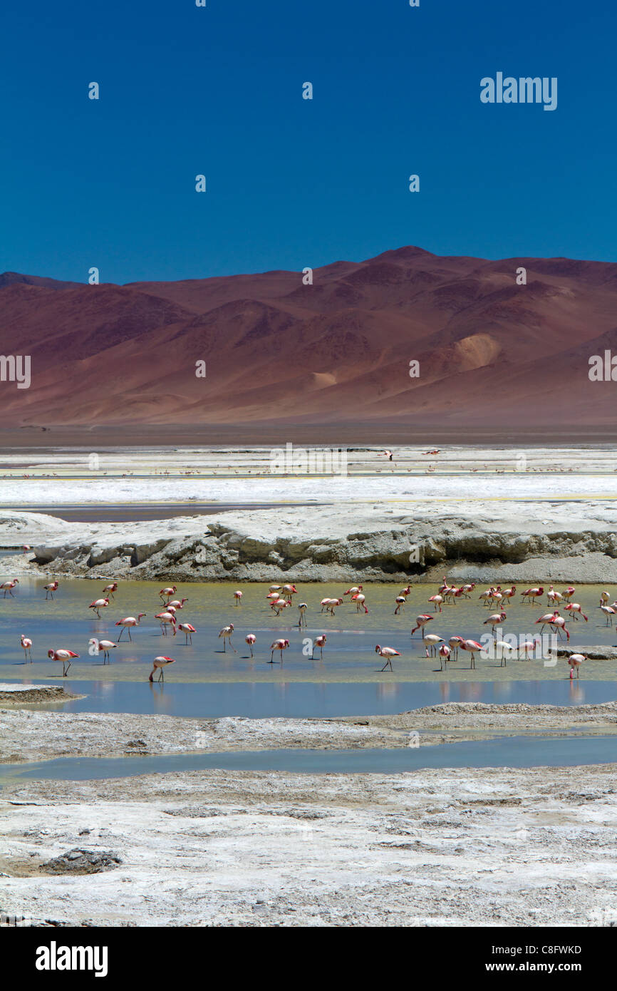 Flamingos at Pujsa Salt Lake, Atacama Desert, Chile Stock Photo