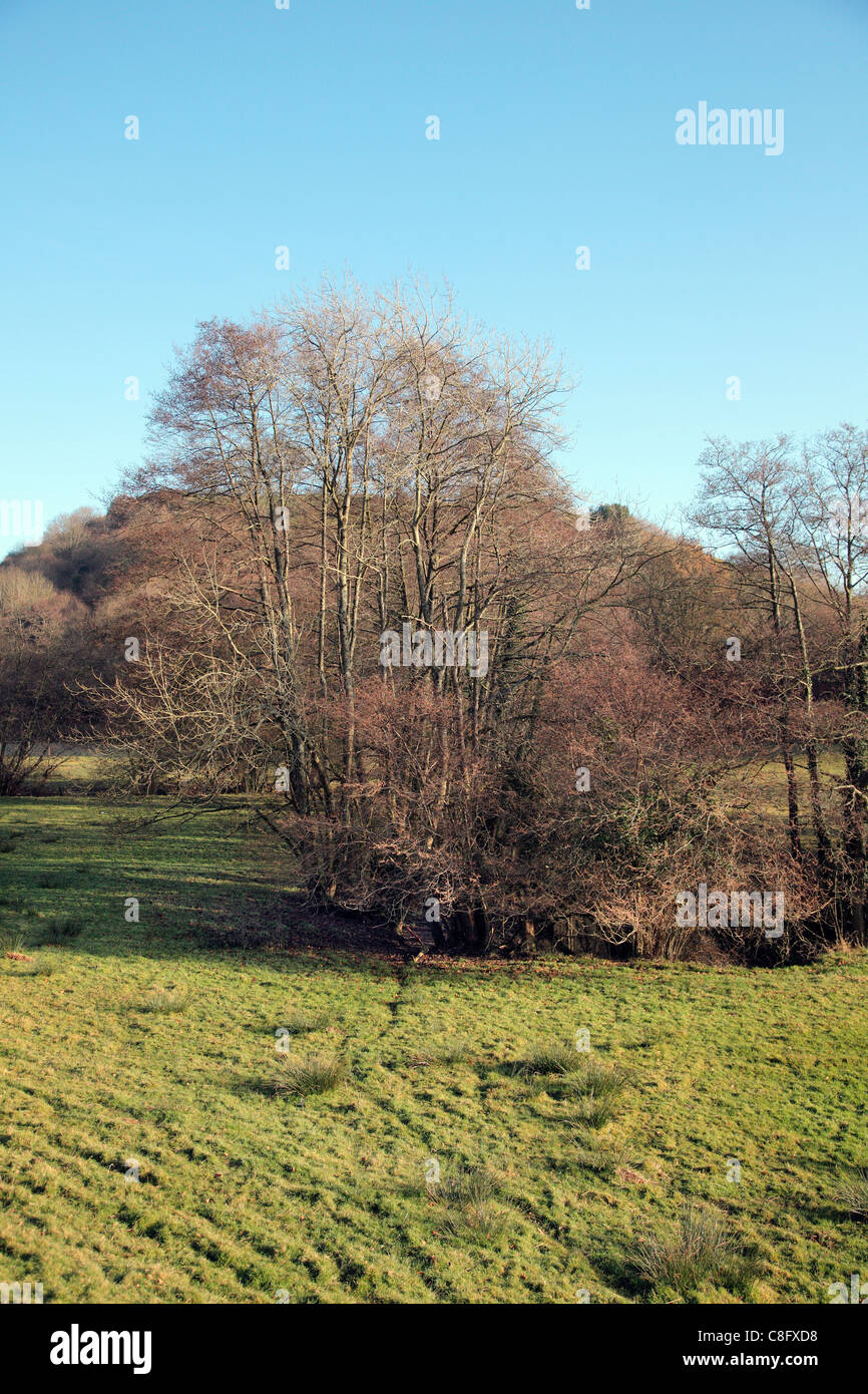 Alnus glutinosa - The Common European Alder in winter Stock Photo