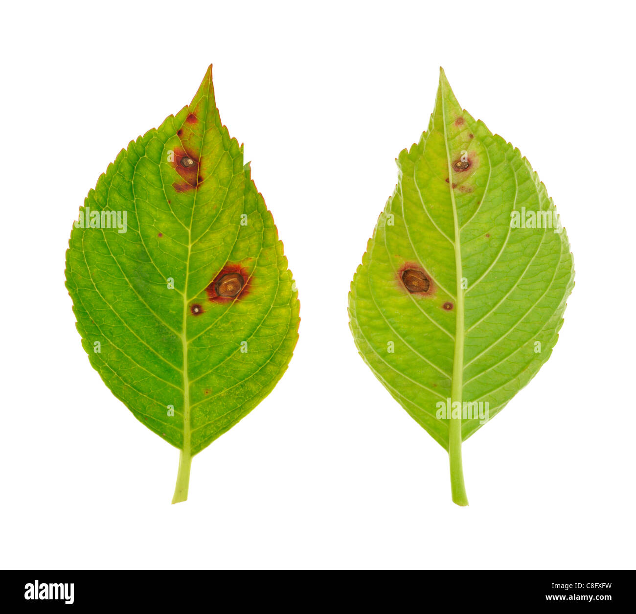 Diseased leaf of  Hydrangea serrata Blue Bird – fungus Cercospora - isolated Stock Photo