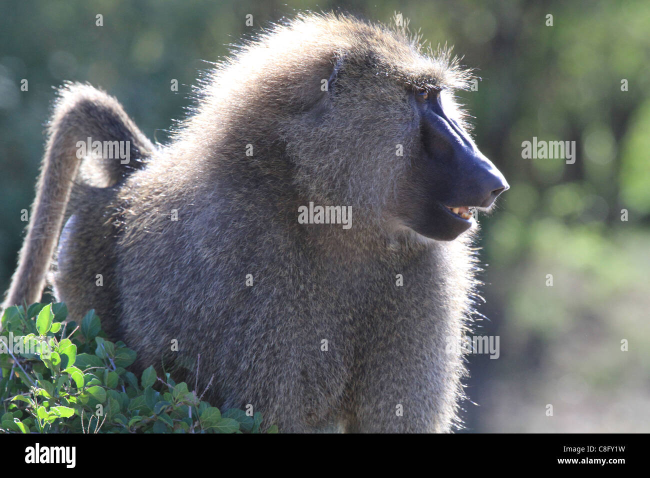 watchful baboon Stock Photo