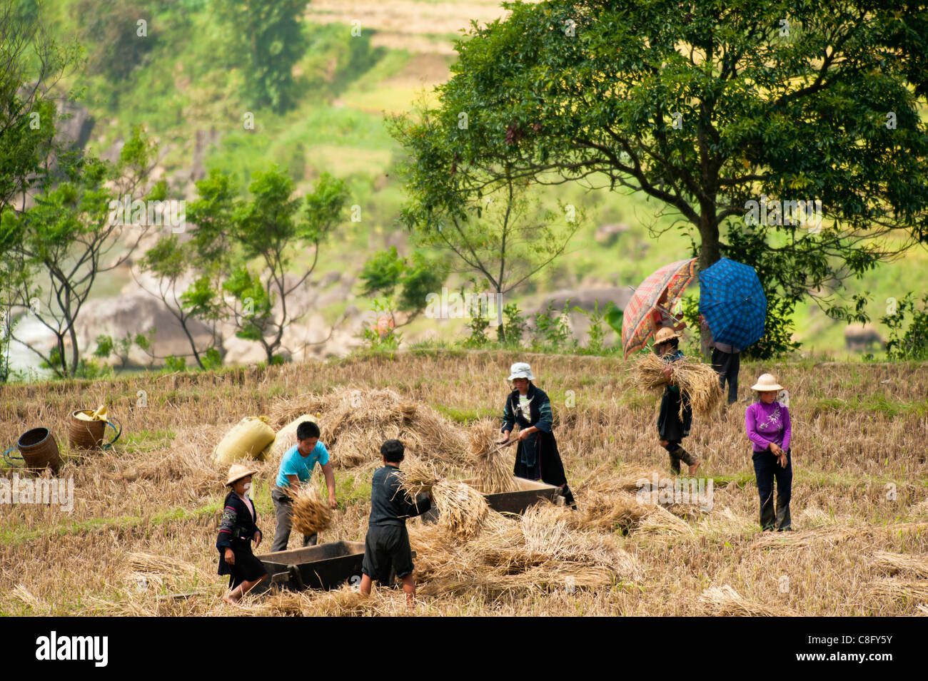 Black H'mong tribe harvesting rice. Near Sapa, North Vietnam Stock Photo